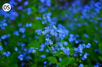 forget-me-not-1365857_1920